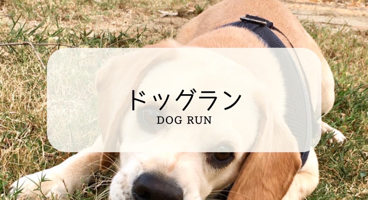 大阪舞洲のペットと共生できる街 ドッグウォーキング 大阪 舞洲 此花区 ドッグラン トリミング しつけ イベント 貸切 愛犬と一緒にbbq ディキャンプ