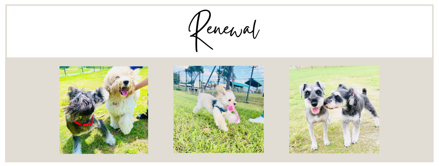 新着情報 大阪舞洲のペットと共生できる街 ドッグウォーキング®